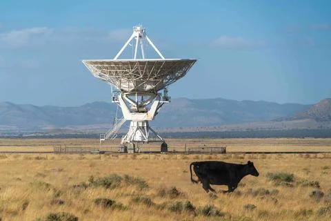 Cow infront of The Very Large Array Radio Astronomy Observatory Stock Photos