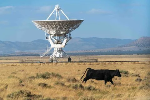 Cow infront of The Very Large Array Radio Astronomy Observatory Stock Photos