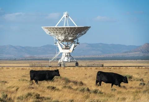 Cow infront of The Very Large Array Radio Astronomy Observatory Stock Photos