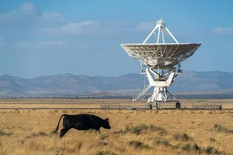 Cow infront of The Very Large Array Radio Astronomy Observatory Stock Photos