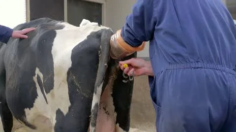 Cow insemination Stock Footage 22215529