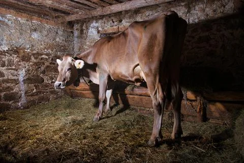 A cow inside the barn Stock Photos