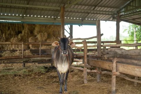 Cow inside rustic farm barn. Livestock portrait for cattle husbandry, rural.. Stock Photos