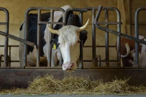 A cow inside the stable Stock Photos