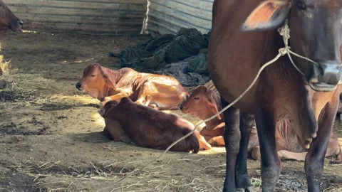 A cow inside a stall turns its head alertly beside a feeding area, surrounded by 動画素材 331725746