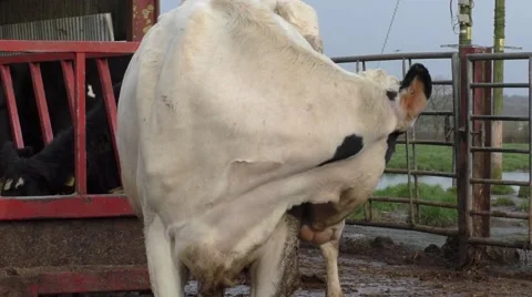 Cow interested in the camera Stock Footage 45976641