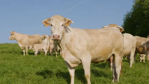 A cow is intrigued by the camera in a field in the Gers region of France Stock Footage 344135345