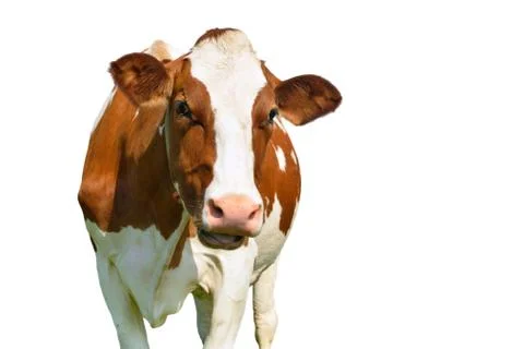 Cow isolated Foto stock