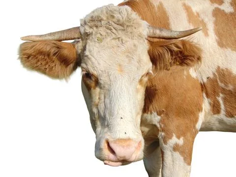 Cow isolated on white background Stock Photos