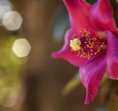 A Cow Itch Tree bloom . Close up Stock Photos
