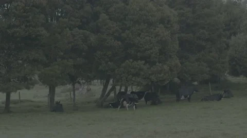 Cow with itchy back 動画素材 221092320