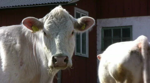 Cow just looking Stock Footage