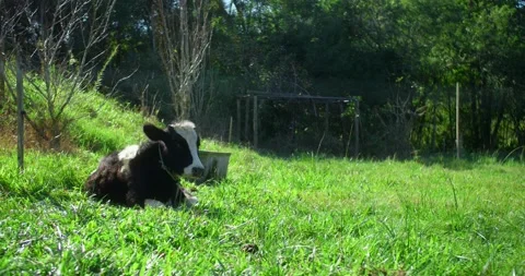 Cow Laid At The Grass Stock Footage 246765997