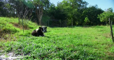 Cow Laid At The Grass Stock Footage 246766002