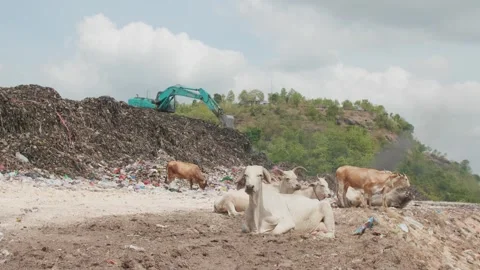 Cow in the Landfill Video stock 297666201