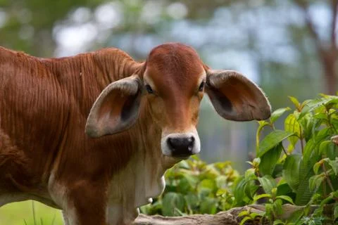A cow with large ears Stock Photos