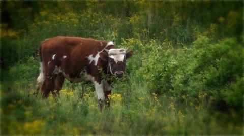 Cow on a lawn Stock Footage 37873427
