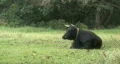Cow laying down bird on back HD HD Footage