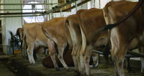 Cow laying down on ground stall in a row jersey inside a barn 스톡 동영상 165271655