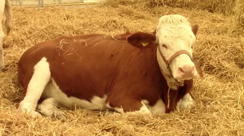 Cow laying down on hay Video stock 56858677