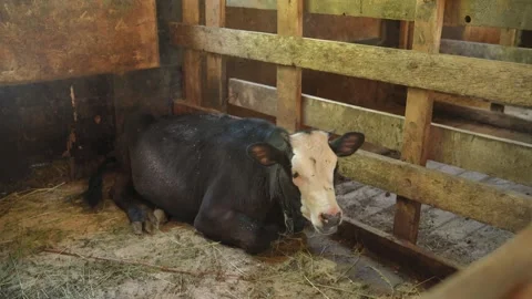 Cow laying down in a paddock on a dairy farm Stock Footage 340481212