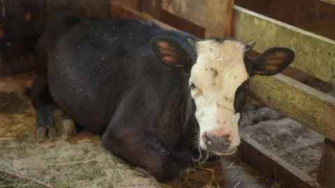 Cow laying down in a paddock on a dairy farm Stock Footage 340481254