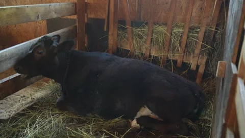 Cow laying down in a paddock on a dairy farm Stock Footage 340481255