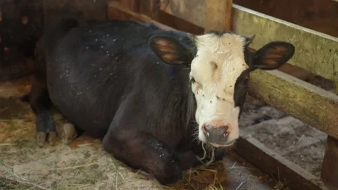 Cow laying down in a paddock on a dairy farm Stock Footage 340481256