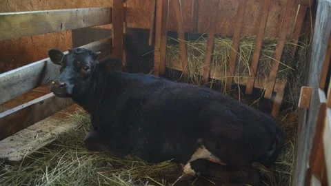Cow laying down in a paddock on a dairy farm Stock Footage 340481263