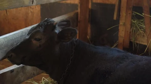 Cow laying down in a paddock on a dairy farm Stock Footage 340481264