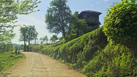 A cow laying on the. Stock-Footage 282972683