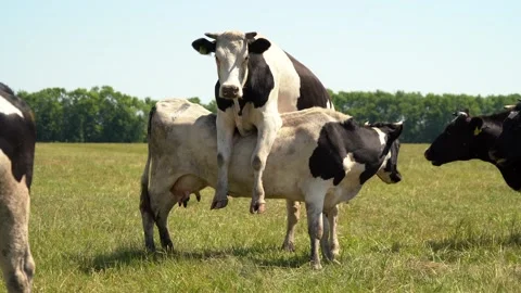 The cow leaned on another. Stock Footage 136853030