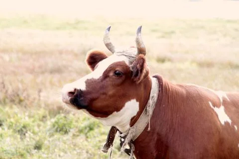 Cow on a leash Stock Photos