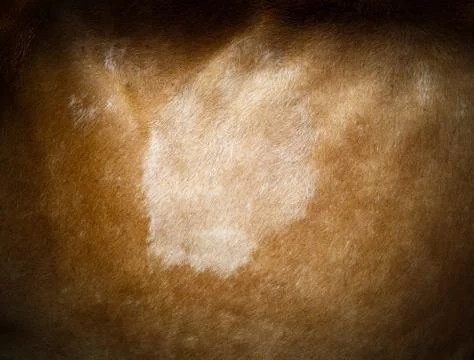 Cow leather. Stock Photos