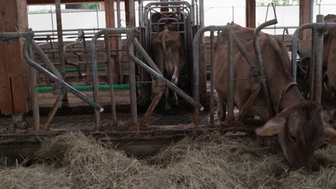 Cow Leaving an Automatic Concentrate Feeder to Eat Hay in a Dairy Cowshed Stock Footage 345063848