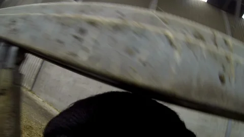 Cow leaving stable for first time after winter. Point of view cow! Stock Footage 102838043
