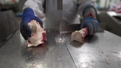 Cow leg bone being sliced by a linear saw at a meat processing plant by Video stock 280573260