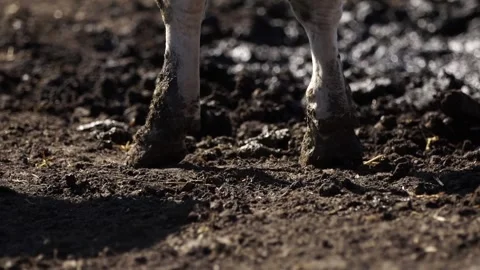 Cow legs in mud Stock Footage 265070597