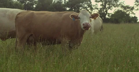 Cow Lick Stock-Footage 50947274