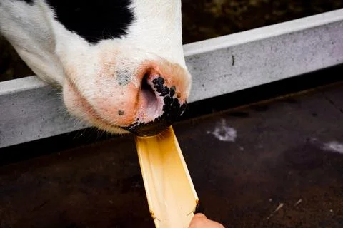 A cow licking a board Stock Photos