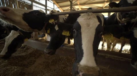 Cow licking the camera 4K Stock Footage 57309245