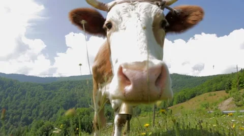 Cow licking the camera Stock Footage 43044037