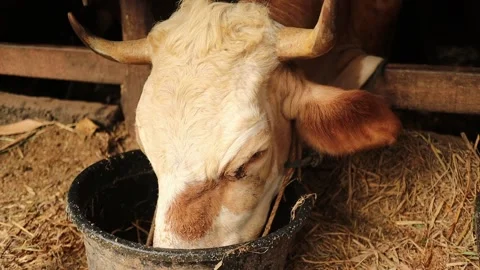 Cow licking feed container in a cage, Indonesian traditional cattle farming Stock Footage 160308879