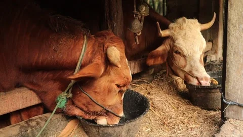 Cow licking feed container in a cage, Indonesian traditional cattle farming Stock Footage 160308970