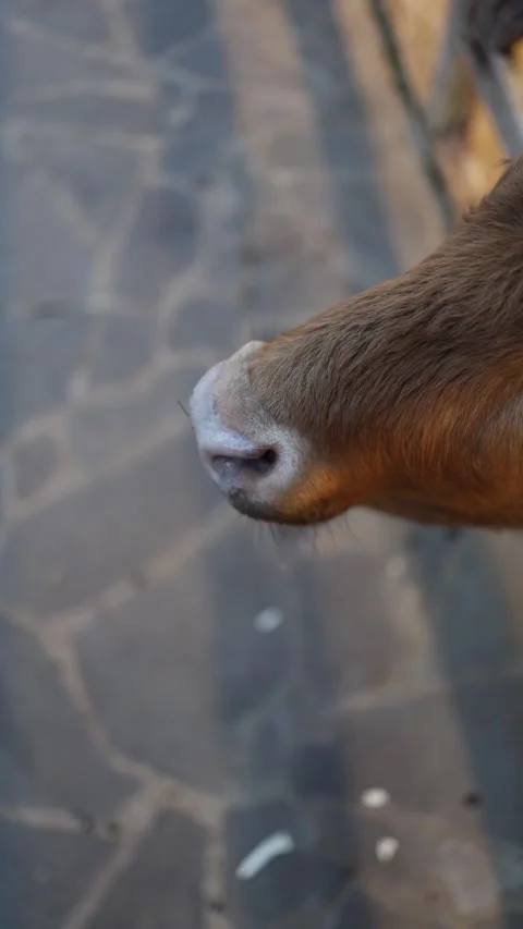 Cow licking hand close up Stock Footage 331023672
