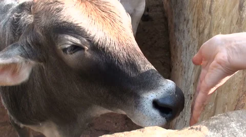 Cow licking the hand Stock Footage 68234097