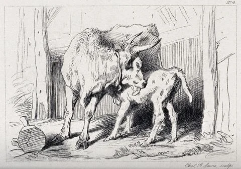 A cow licking its calf while it is feeding on her. Etching by C. Lewis afte.. Ilustración de archivo