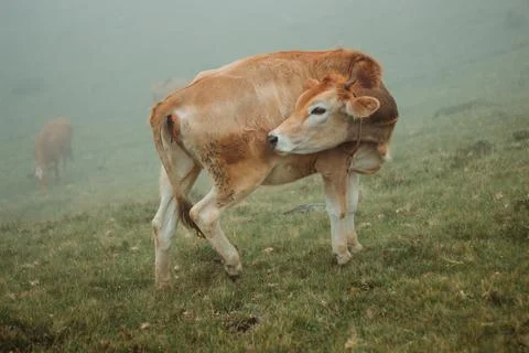 Cow licking itself while standing in the grass on a foggy day Stock Photos