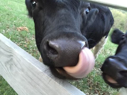 Cow licking Stock Photos