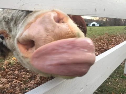 Cow licking Stock Photos